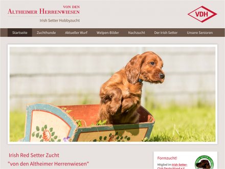 Webdesign von Irish Setter Bauer